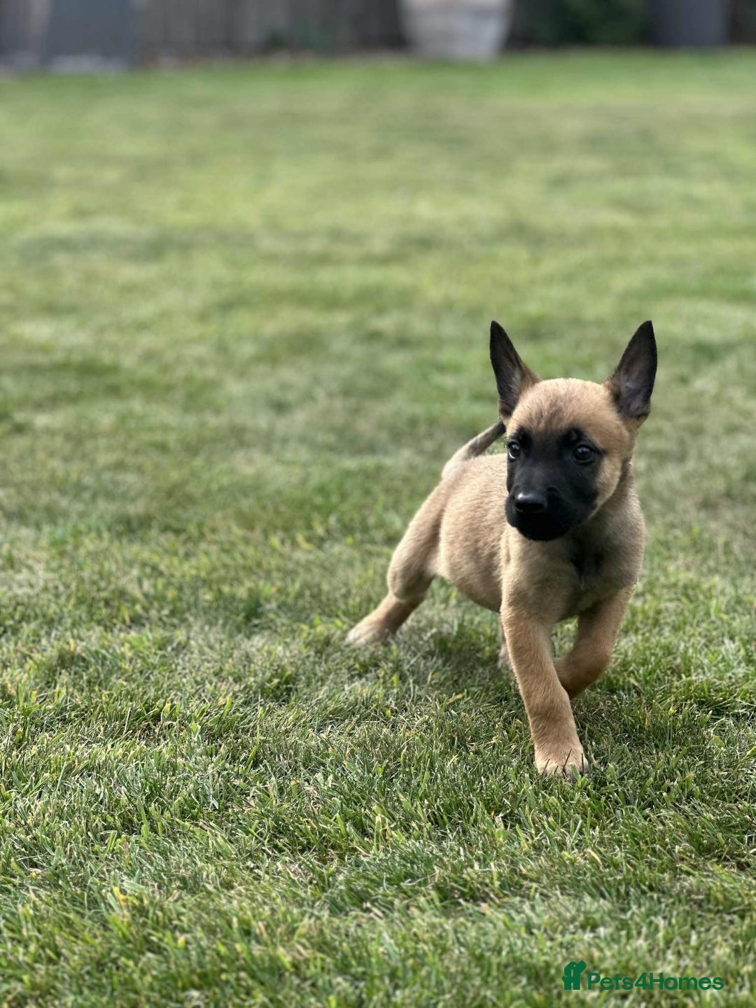 Belgian Shepherd Dog dogs for sale: KC registered Belgian Malinois Puppies - Image 12