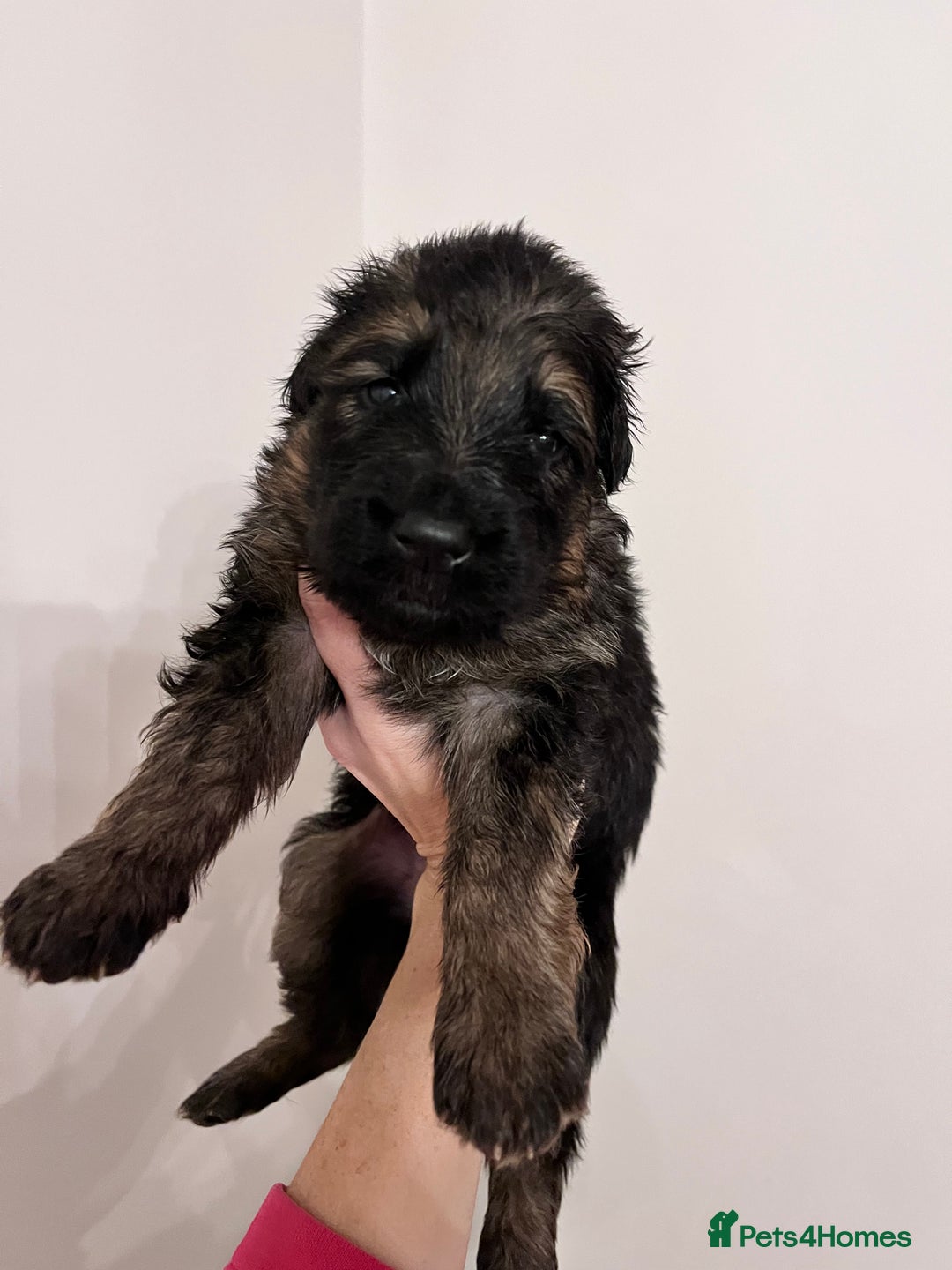 German Shepherd dogs for sale: Beautiful KC reg German Shepherd puppies for sale  - Advert 3