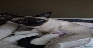 Siamese cats - Advert 1