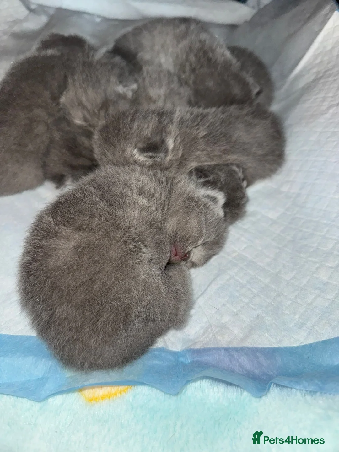 British Shorthair cats for sale: BRITISH SHORTHAIR BLOODLINE PEDIGREE - Advert 1