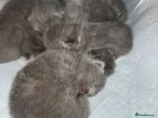 British Shorthair cats BRITISH SHORTHAIR BLOODLINE PEDIGREE - Advert 1