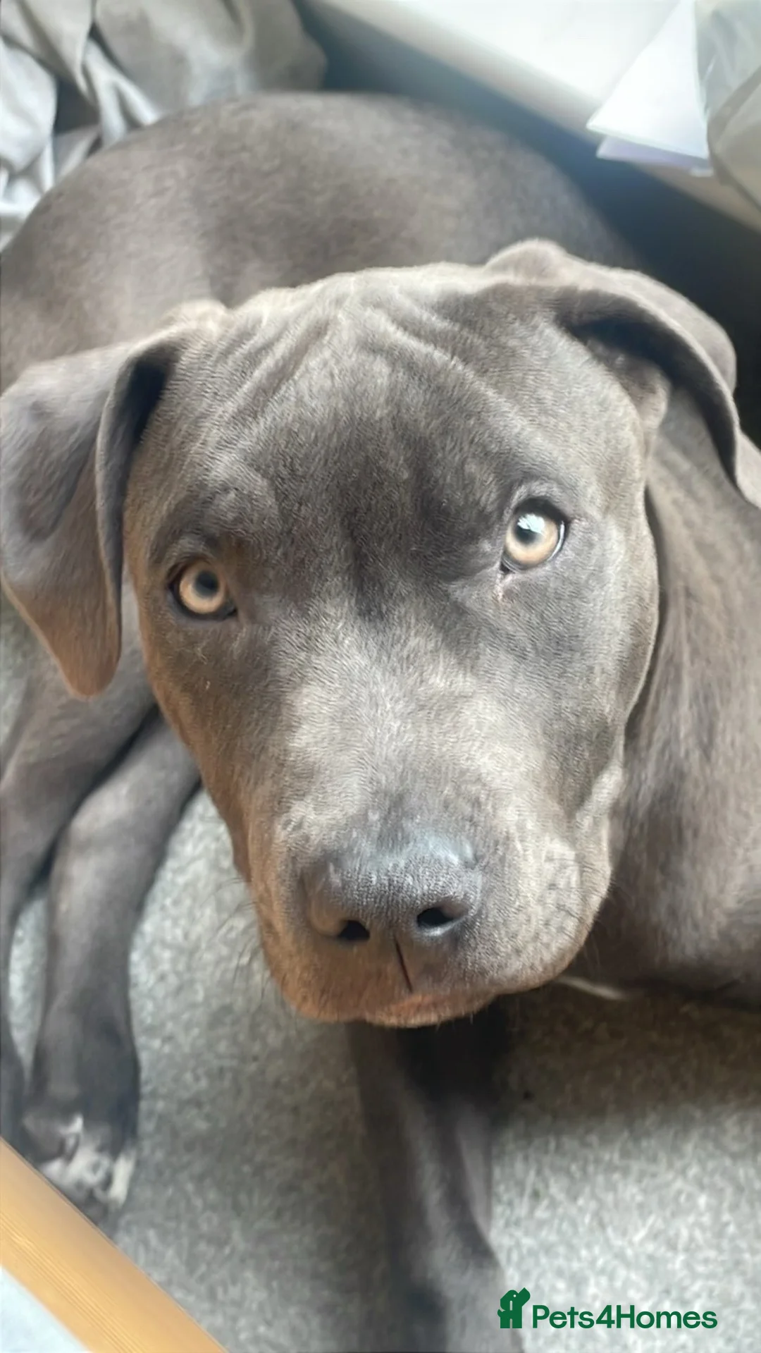 Staffordshire Bull Terrier dogs for sale: Male 7 month old blue staff  in Milton Keynes - Advert 2