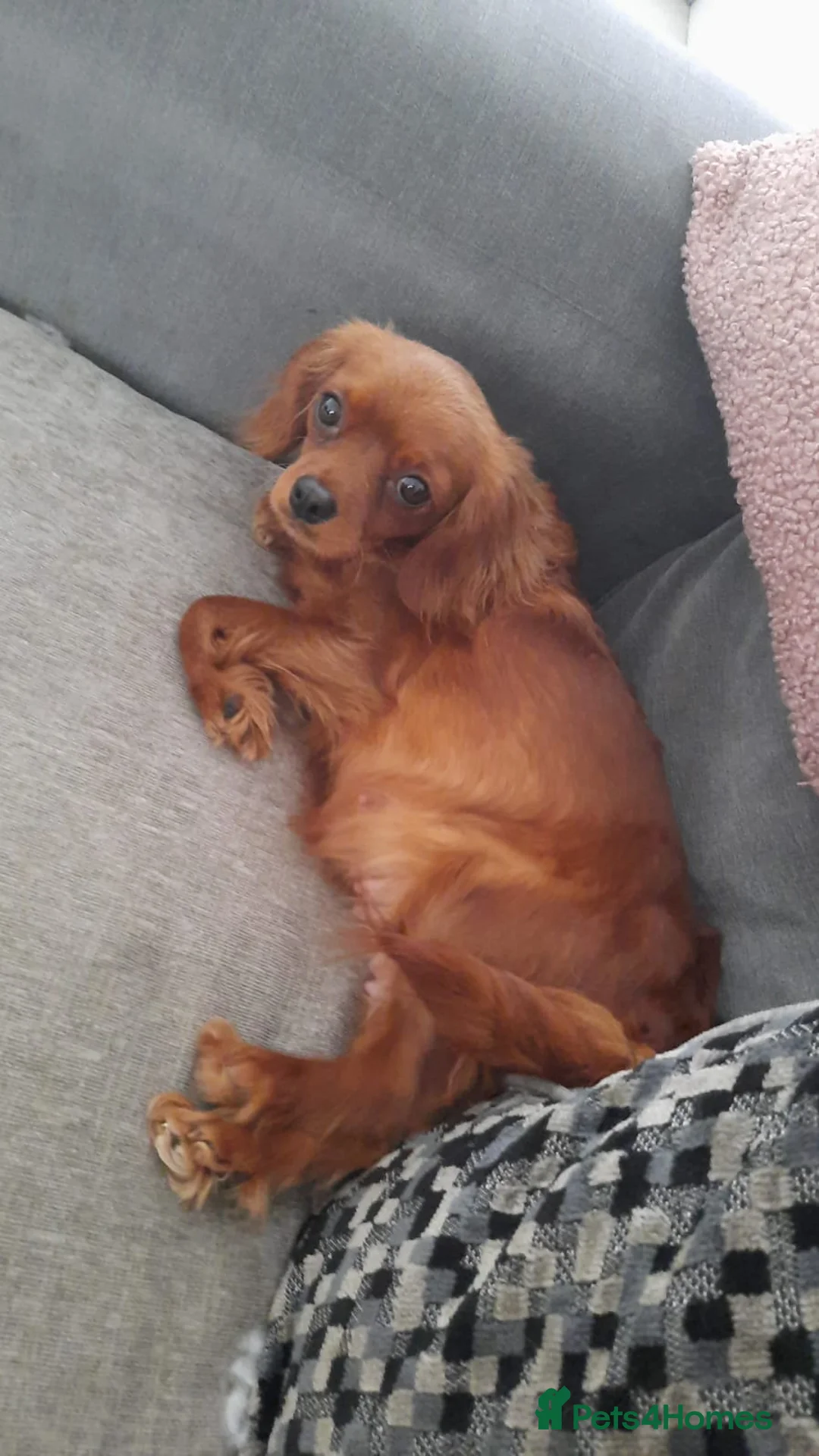 Cavapoo dogs for sale: Gorgeous little Cavapoo puppies  - Advert 2