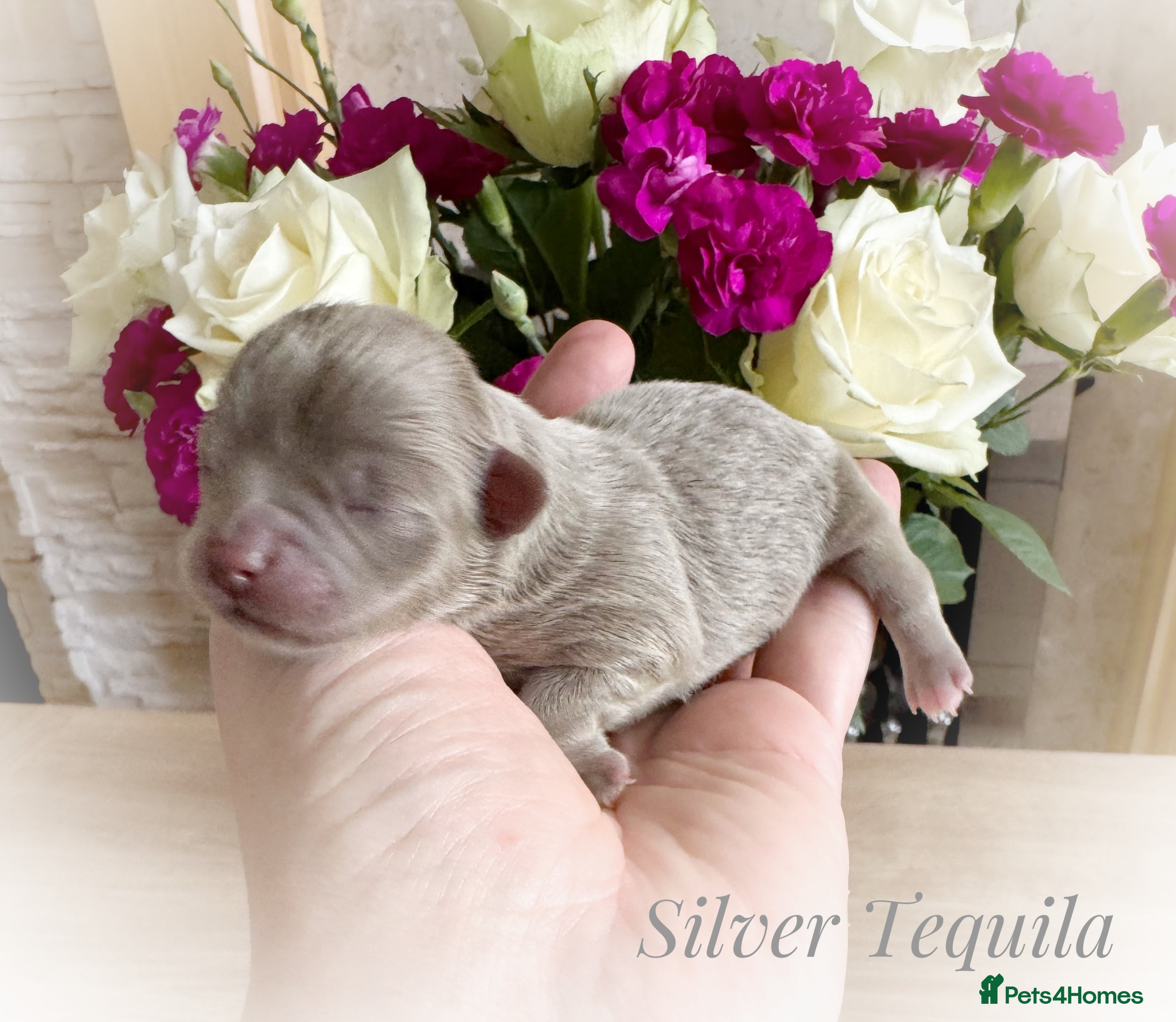 Chihuahua dogs KC chocolate and lilac long coat quality puppies  - Advert 1