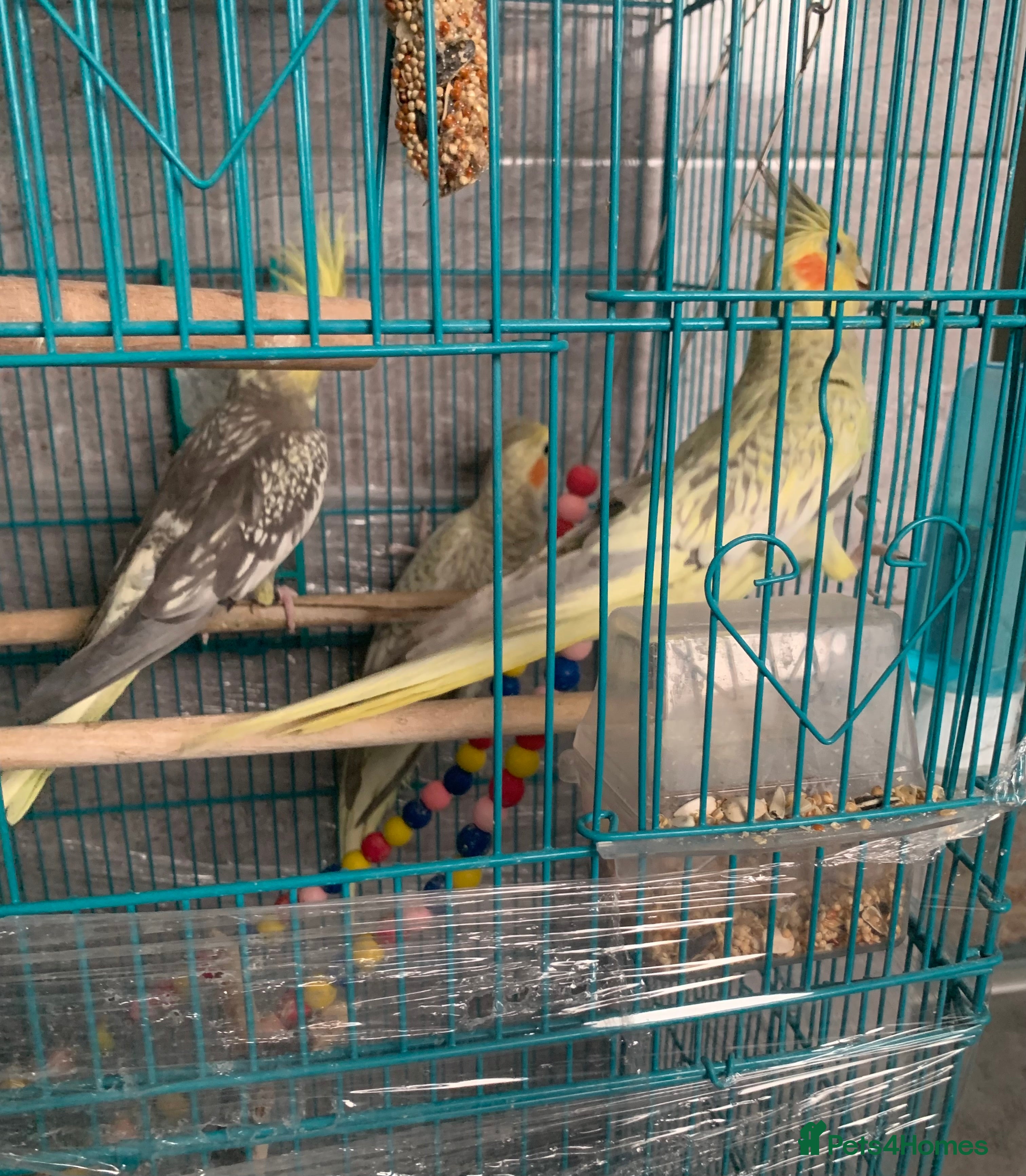 Cockatiels birds 3 cockatiels  - Advert 1