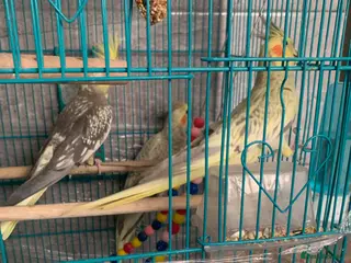 Cockatiels birds 3 cockatiels - Advert 1
