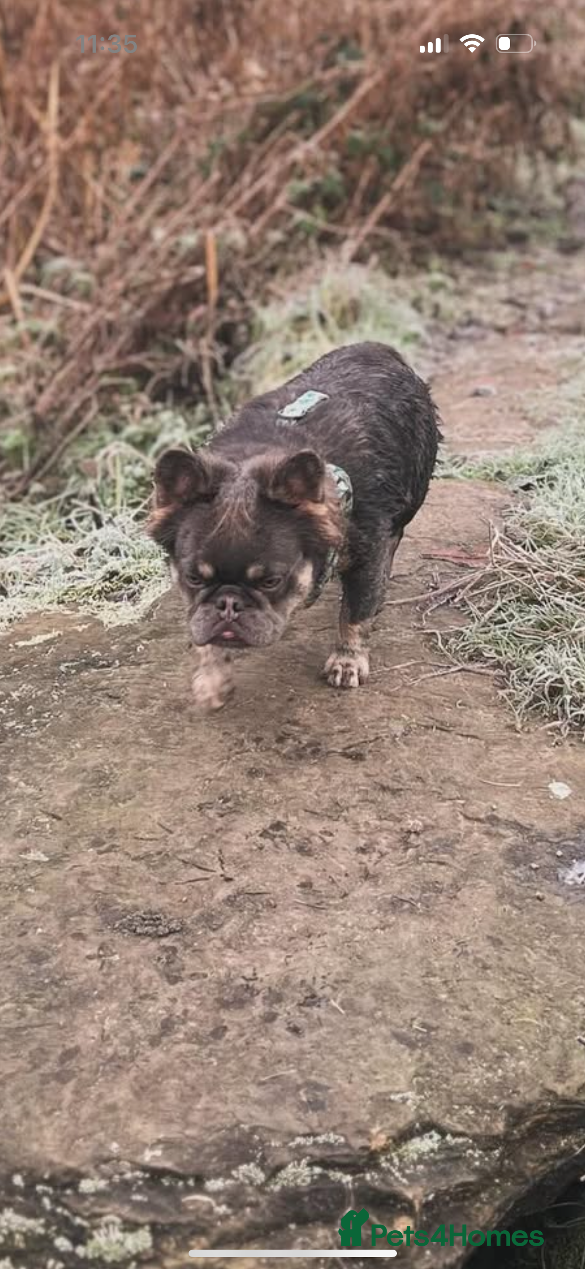 French Bulldog dogs Fluffy French bulldog STUD - Advert 1