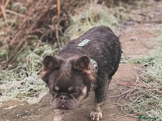 French Bulldog dogs Fluffy French bulldog STUD - Advert 19