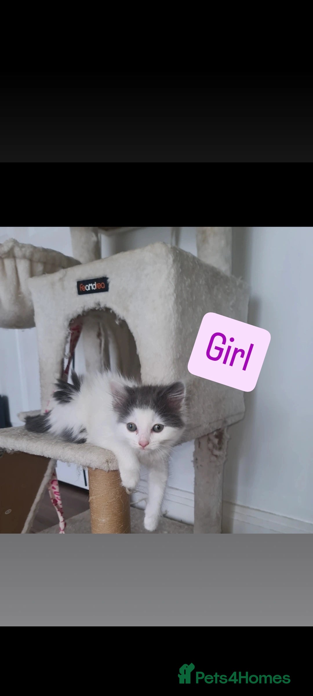 Mixed Breed cats for sale: Beautiful kittens  - Image 2