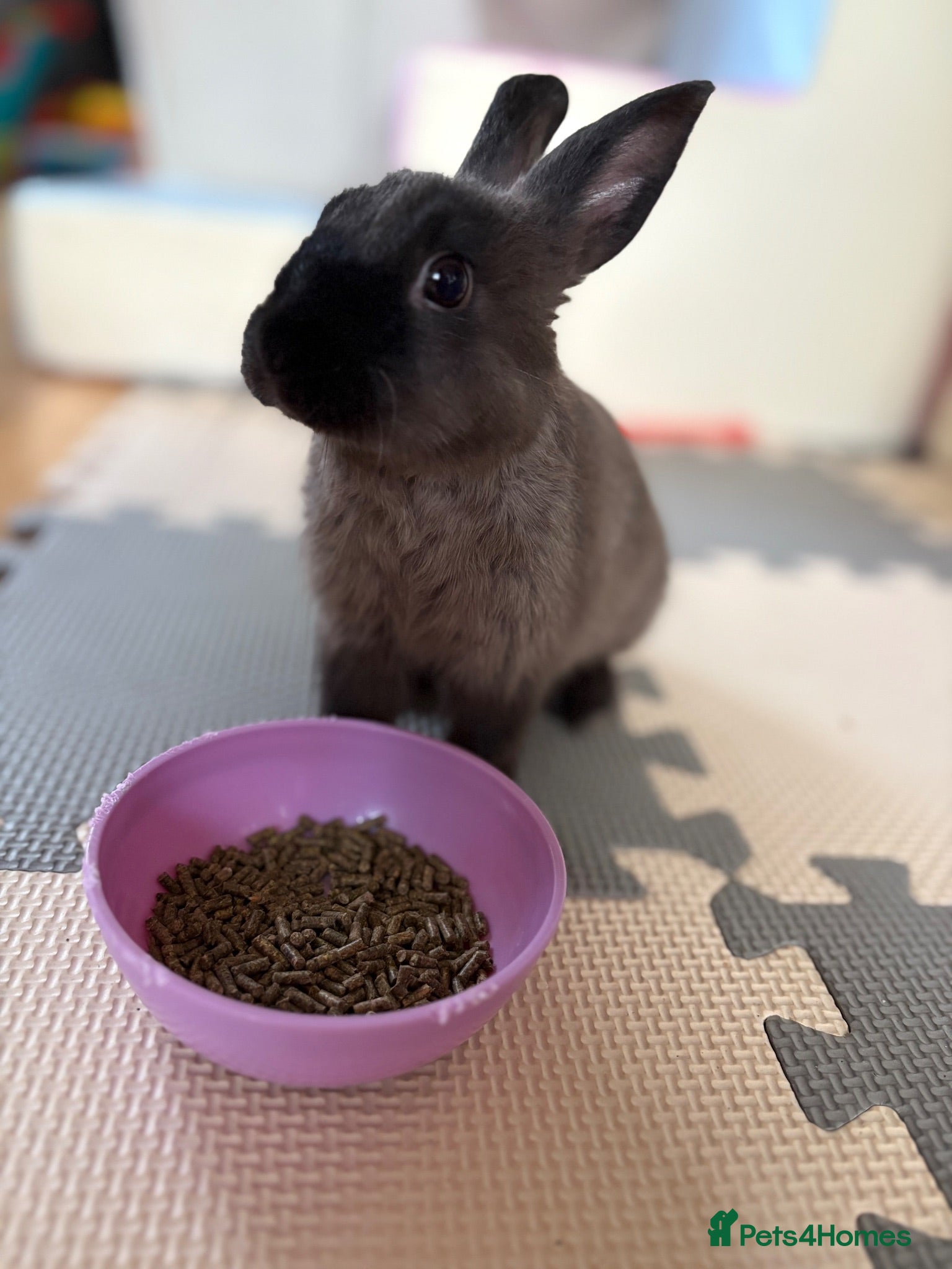 Mixed Breed rabbits Rabbit Free To Good Home  - Advert 1