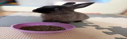 Mixed Breed rabbits for sale: Rabbit Free To Good Home  - Advert 1