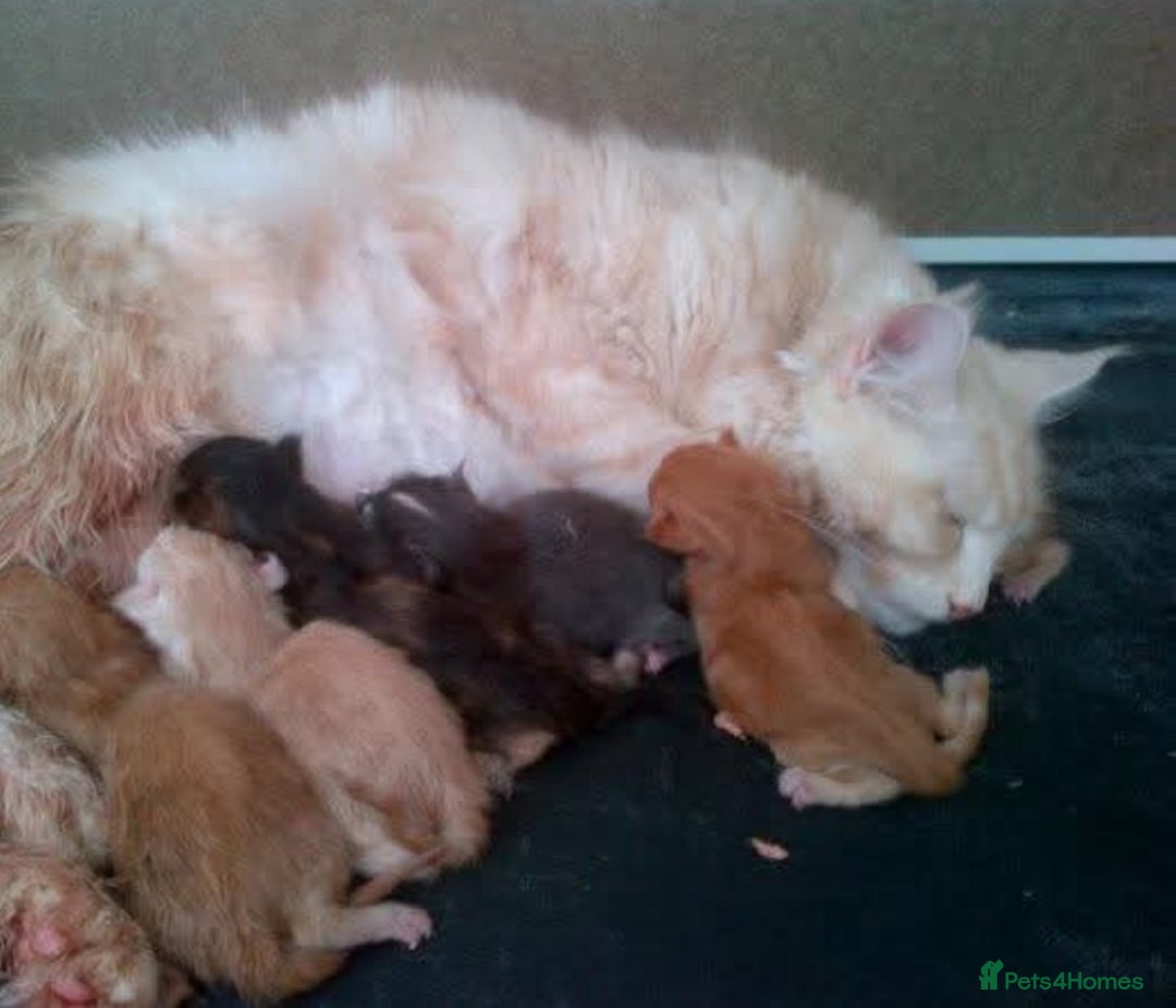 Maine Coon cats for sale: Absolutely huge boy GCCF active reg for sale - Advert 5