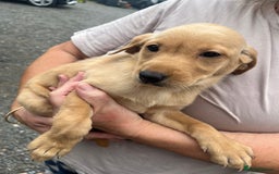Labrador Retriever dogs for sale: 7 Labrador Puppies - Image 23