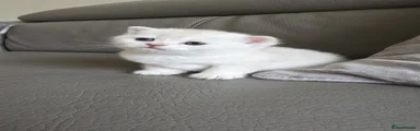 Kitten 2