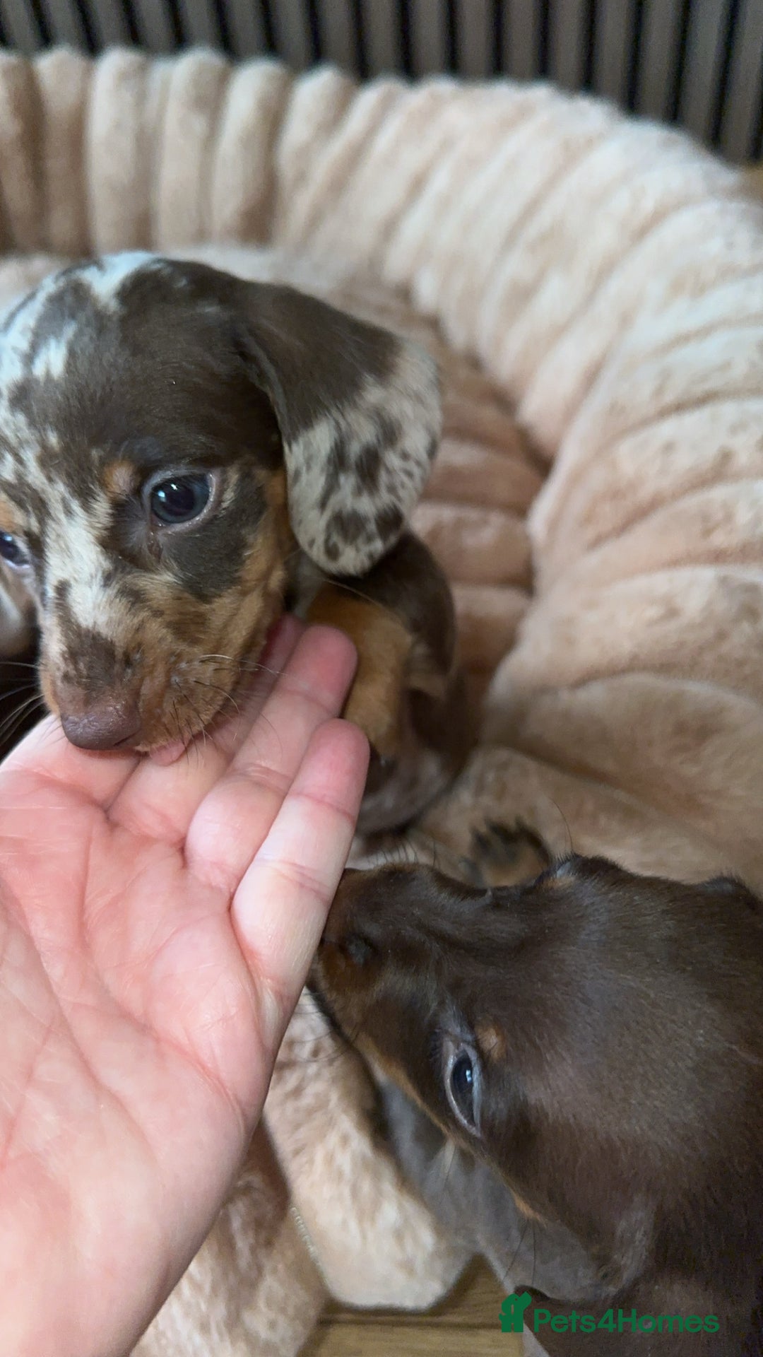 Miniature Dachshund dogs for sale: Miniature Dachshund Puppies - Image 22