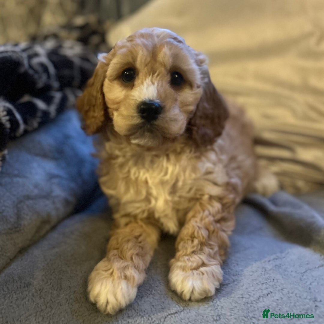Cockapoo dogs for sale: Cockapoo Puppy - Advert 7