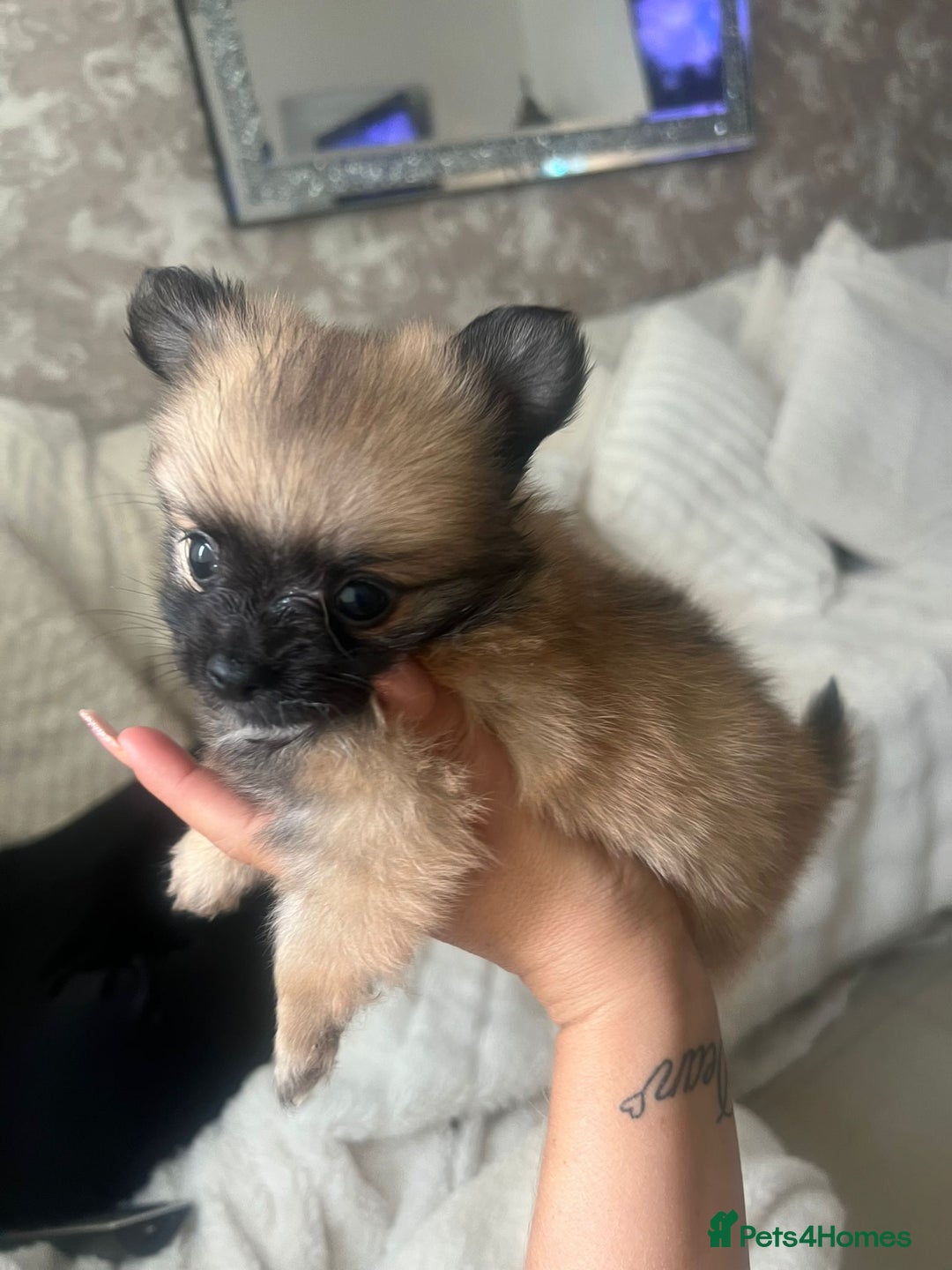Pomchi dogs for sale: 5 beautiful xs pomchi (open to offers) - Image 5