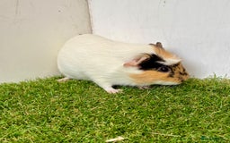 Guinea Pig rodents for sale: Super calm, friendly Guinea pig females  - Image 8