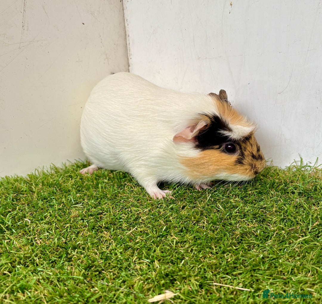 Guinea Pig rodents for sale: Super calm, friendly Guinea pig females  - Image 8