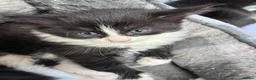 Mixed Breed cats for sale: Kittens in Honiton - Advert 6