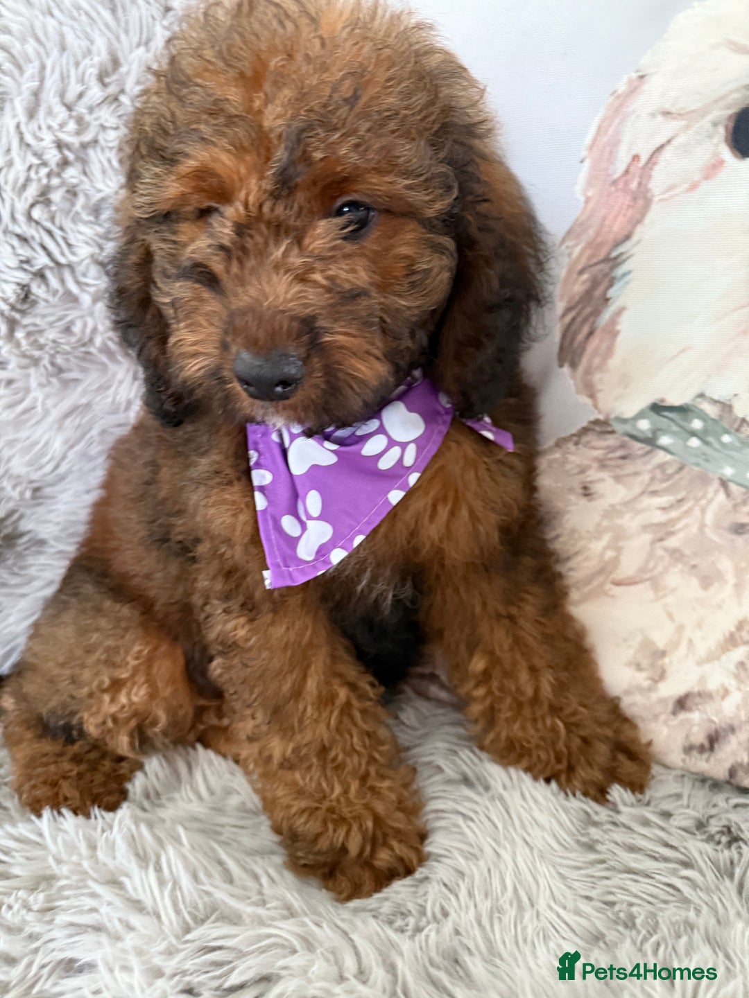 Cockapoo dogs for sale: 6 Beautiful, f1b fully DNA &HEATH CLEAR PARENTS.  - Image 10