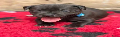 Staffordshire Bull Terrier 2