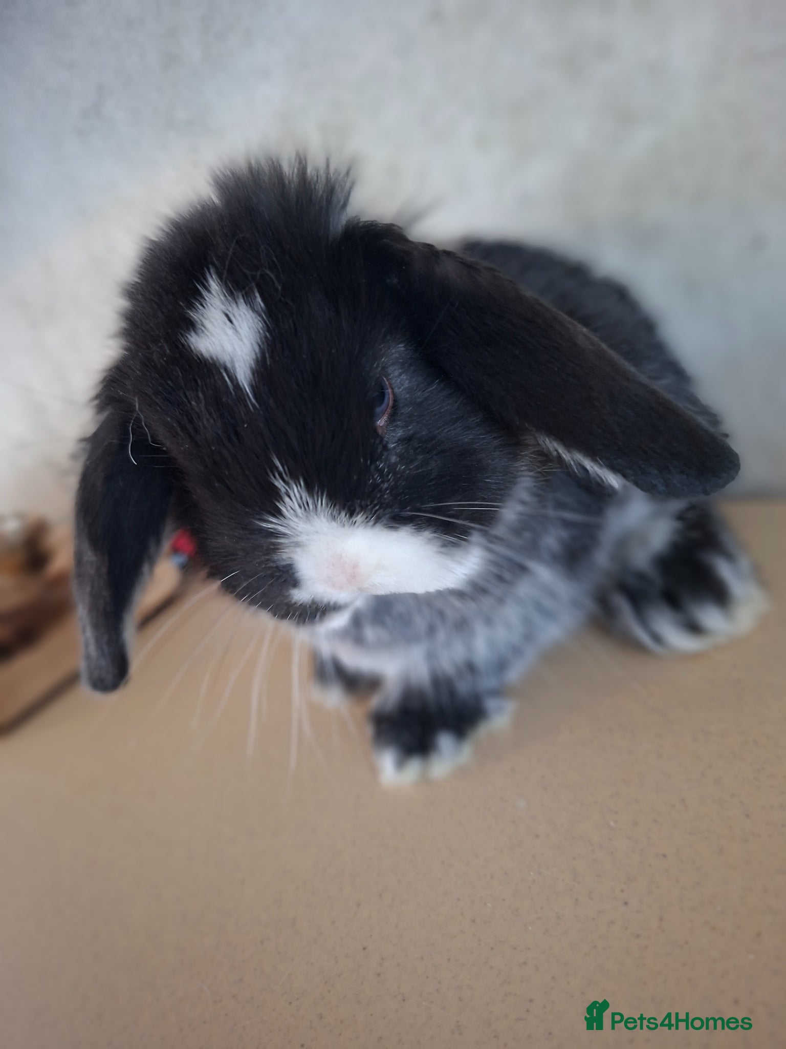French Lop rabbits (Not 4mths old) french lop baby girls - Advert 1