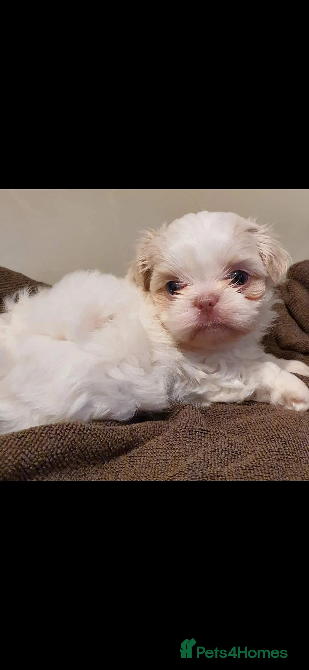 Shih Tzu dogs for stud: LAVENDER Tiniest lavender stud in Wales  in Cardiff - Advert 15