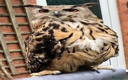 Mixed Breed birds for sale: Parent reared female Eurasian Eagle Owl - Image 1