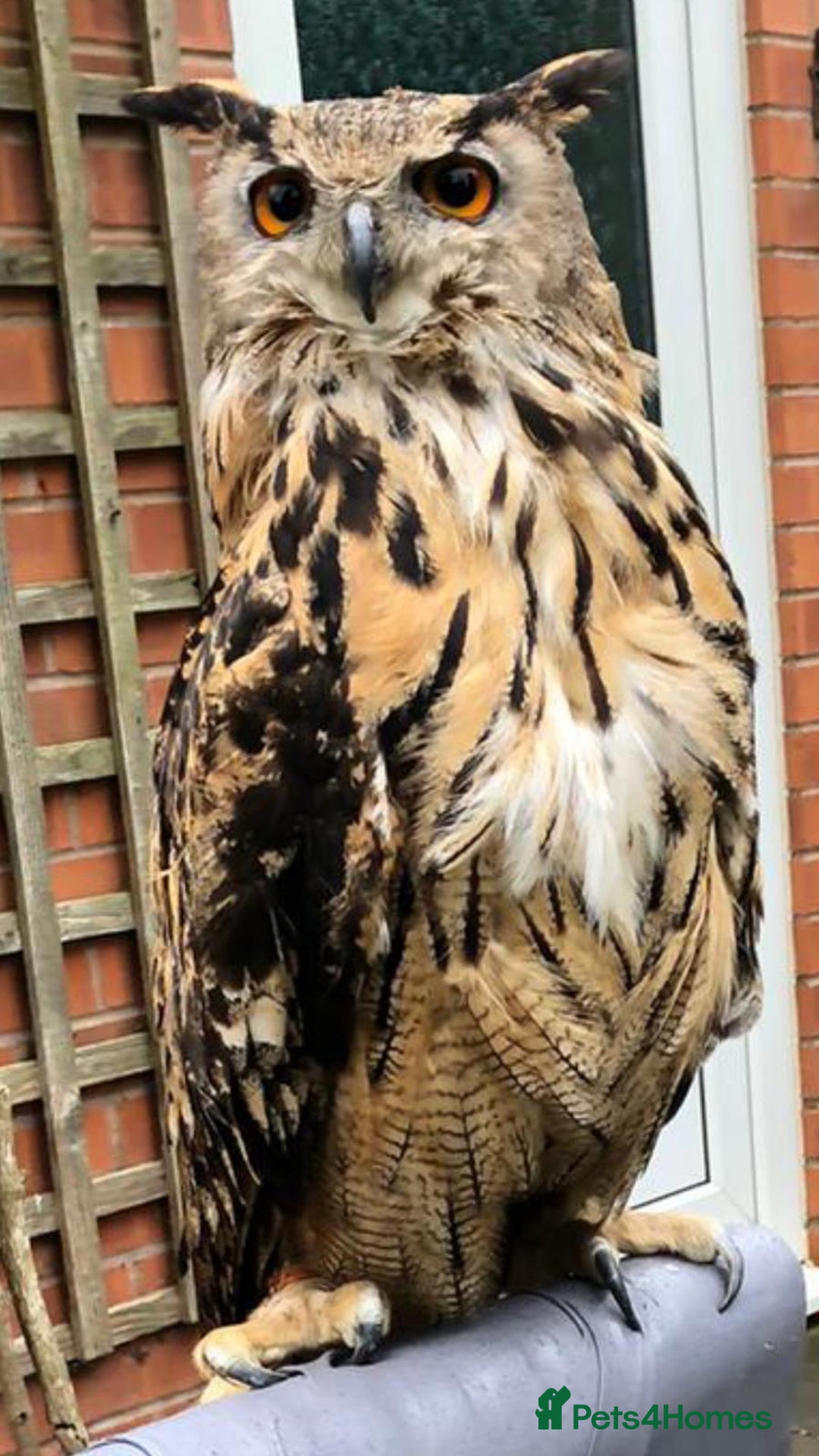 Mixed Breed birds for sale: Parent reared female Eurasian Eagle Owl - Image 1