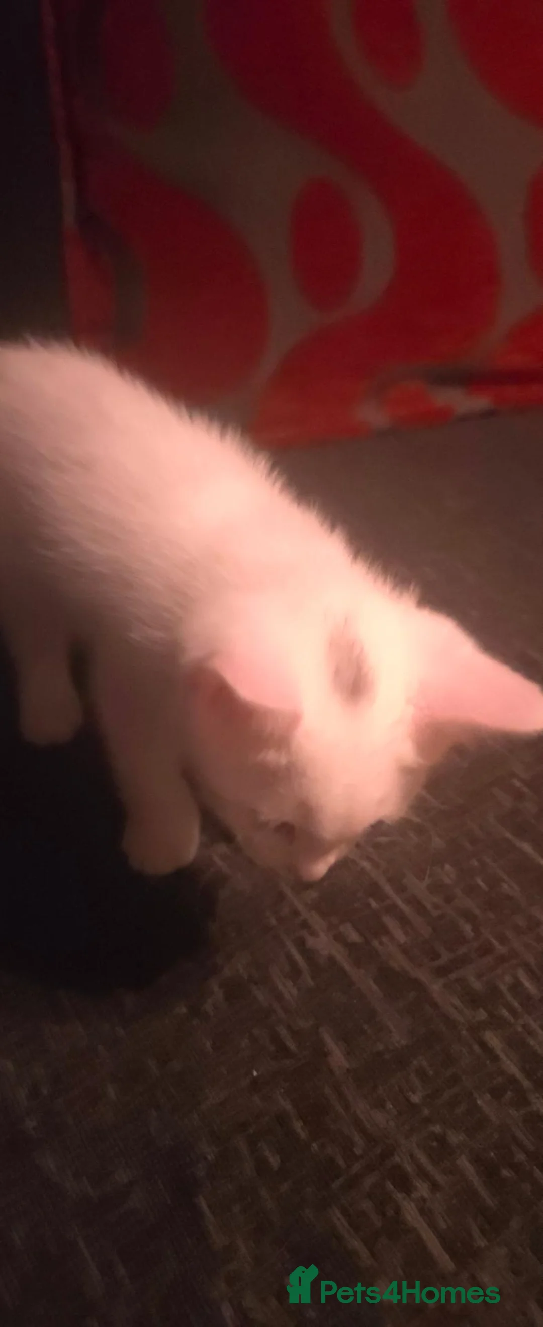 Mixed Breed cats for sale: 2 beautiful male white kittens ready TOMORROW - Advert 15