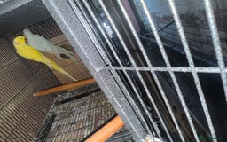 Ringnecks birds for sale: Pair ringneck - Advert 9