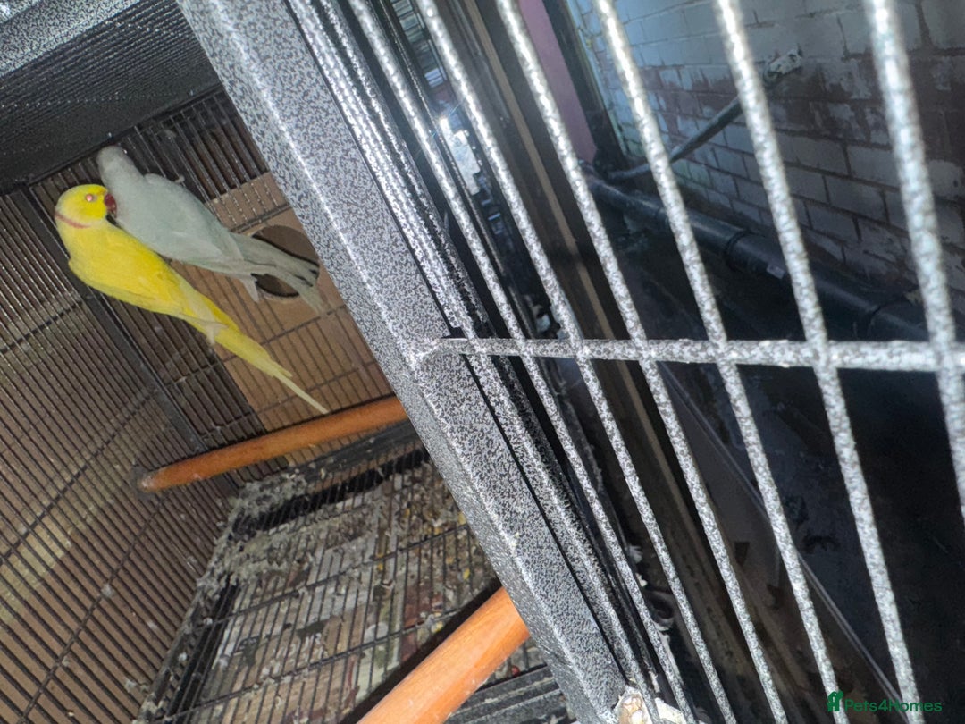 Ringnecks birds for sale: Pair ringneck - Advert 9