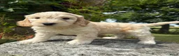 Cockapoo dogs for sale: Gorgeous F1 Cockapoo  - Advert 16