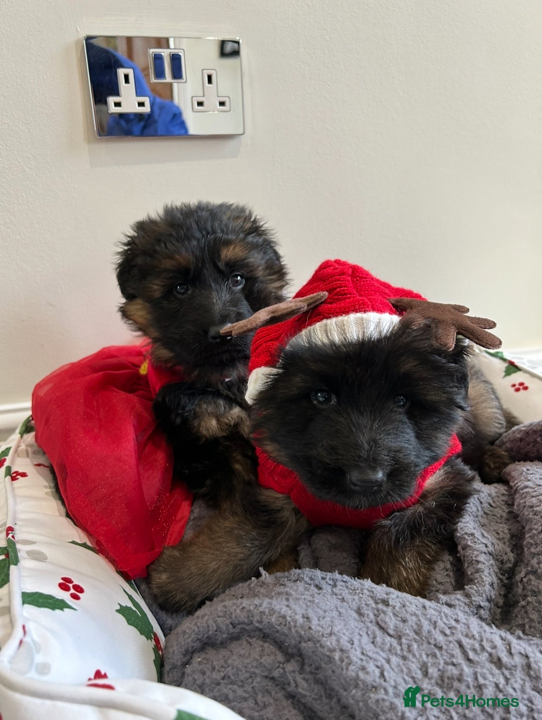 German Shepherd dogs for sale: Premium Pedigree GSD Puppies – Champion Bloodlines - Advert 1