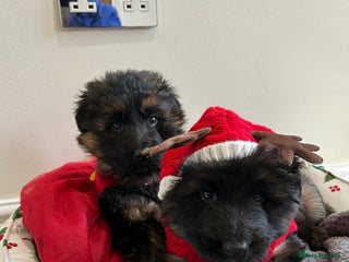 German Shepherd dogs Premium Pedigree GSD Puppies – Champion Bloodlines - Advert 13