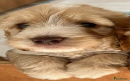 Cockapoo dogs for sale: 7 beautiful cockapoos baby’s  - Image 3