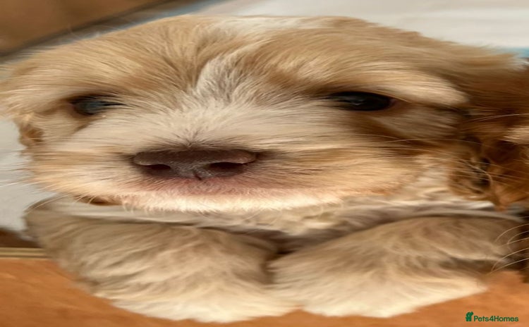 Cockapoo dogs - Advert 1