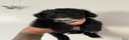 Jackapoo dogs for sale: Two beautiful male toy jackapoos  - Advert 1