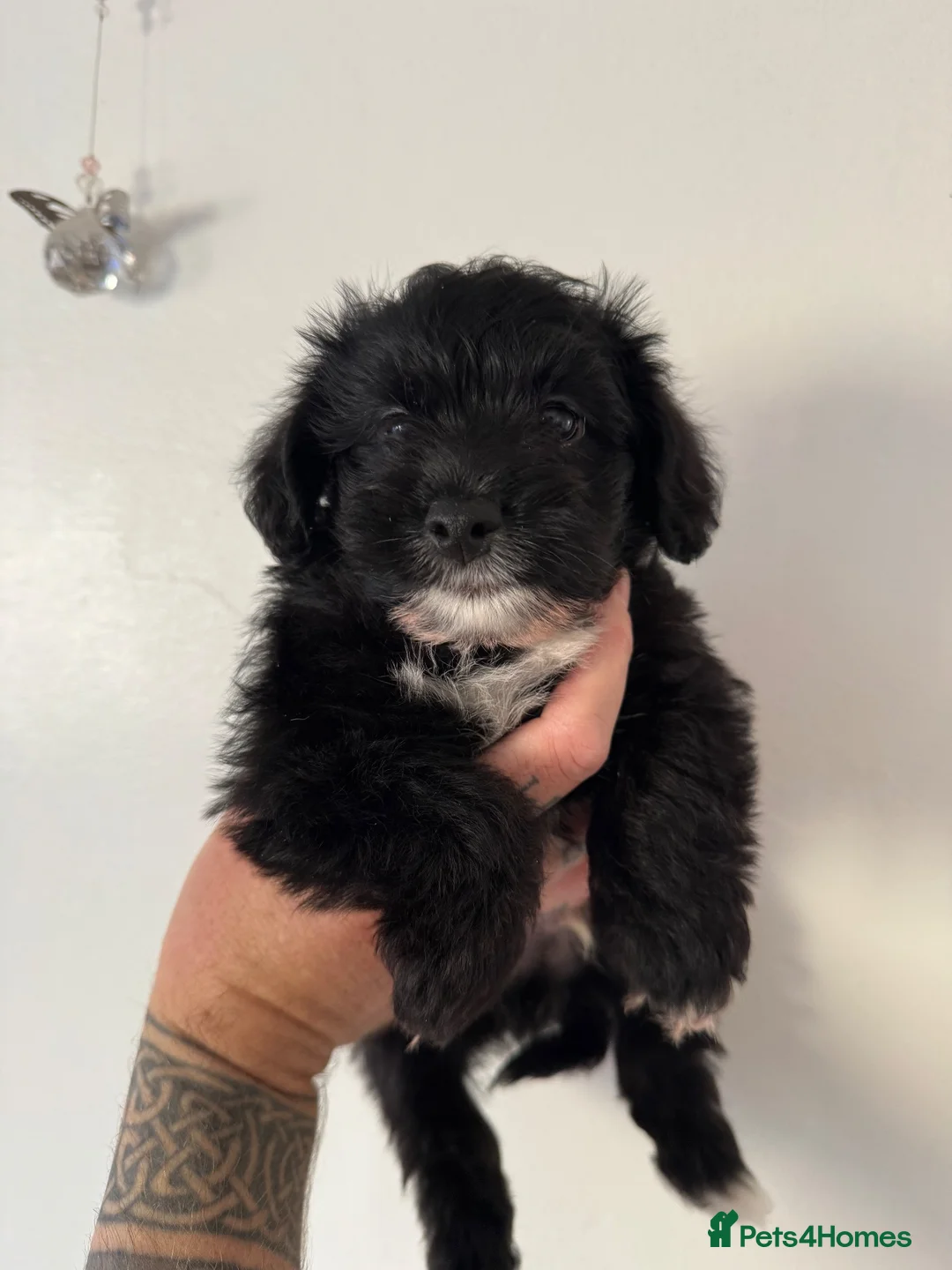 Jackapoo dogs for sale: Two beautiful male toy jackapoos  - Advert 1