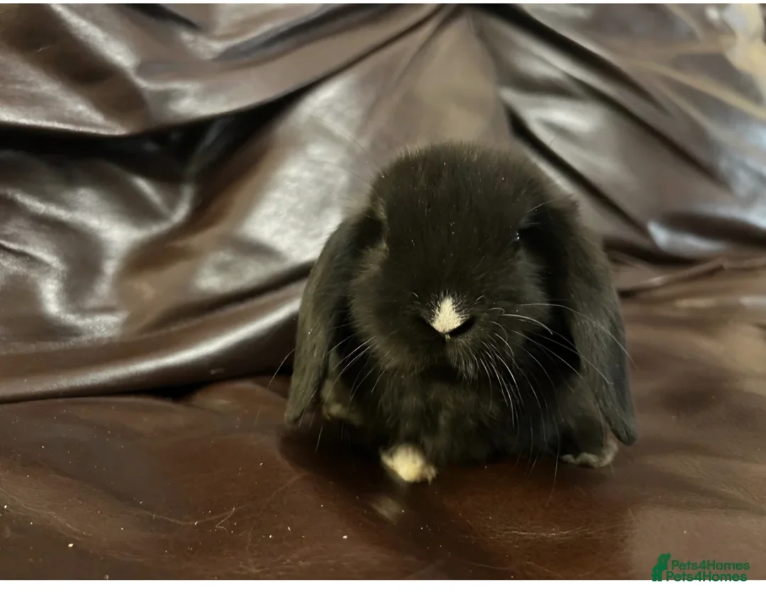 Dwarf Lop rabbits for sale: Baby Minilops for sale  - Advert 4