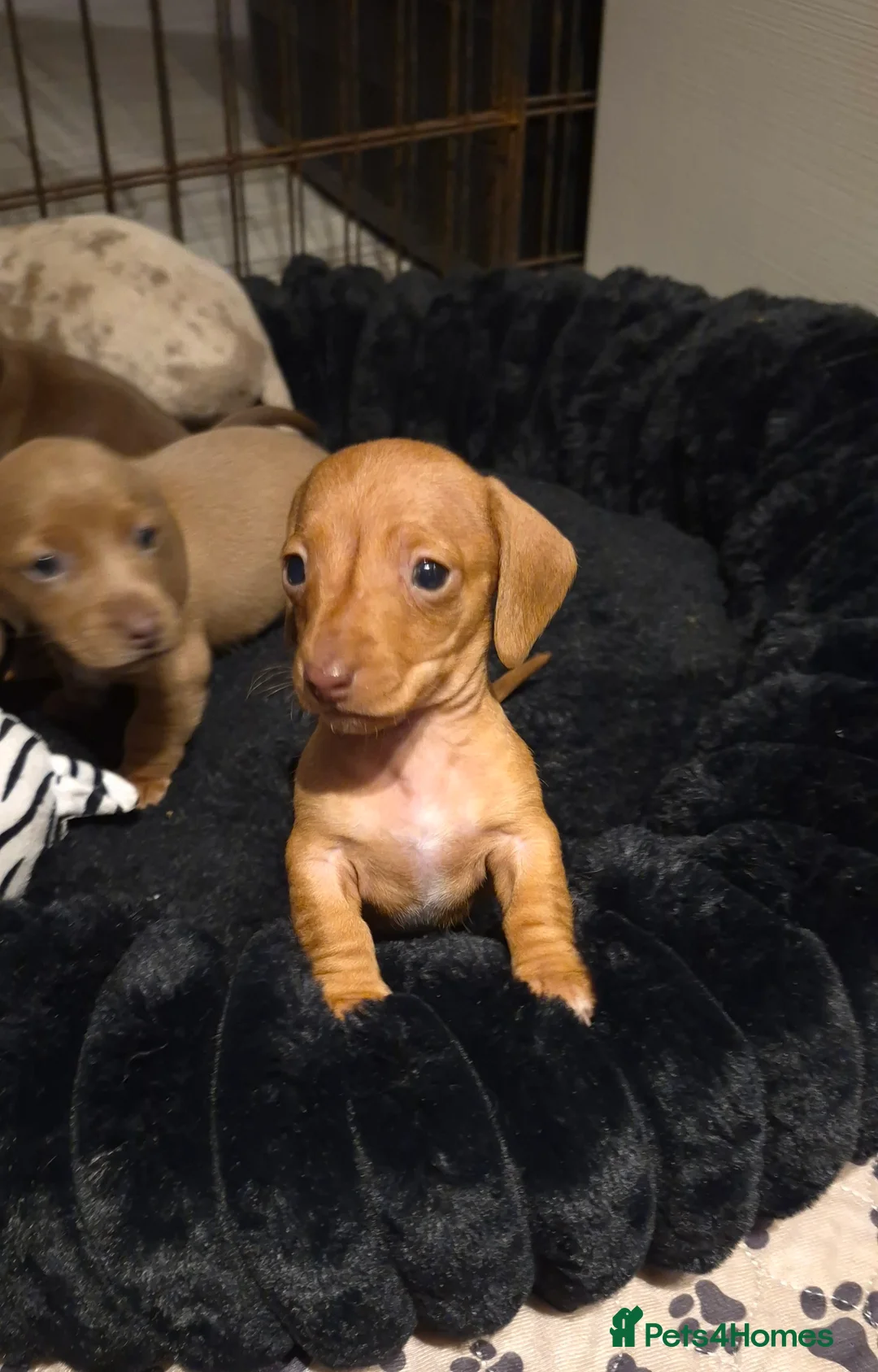 Dachshund dogs for sale: Miniature dachshund 1 girl left - Advert 32