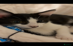 Domestic Shorthair cats for sale: FREE One year old tuxedo  - Image 1