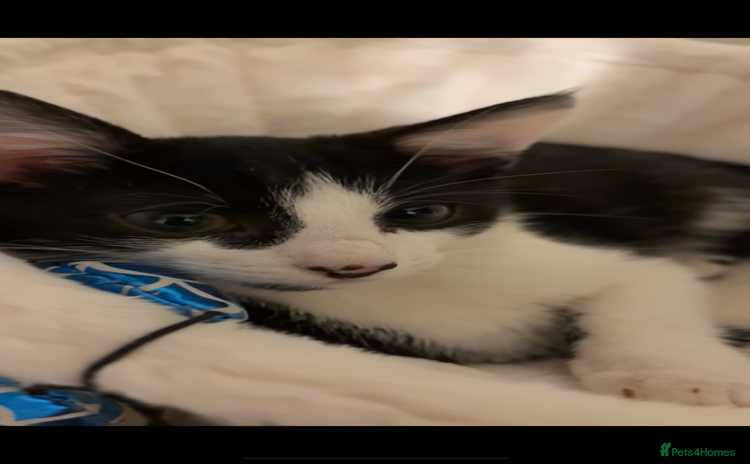 Domestic Shorthair cats - Advert 1