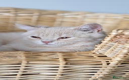 British Shorthair cats for sale: GCCF reg kittens looking for loving homes  - Image 23