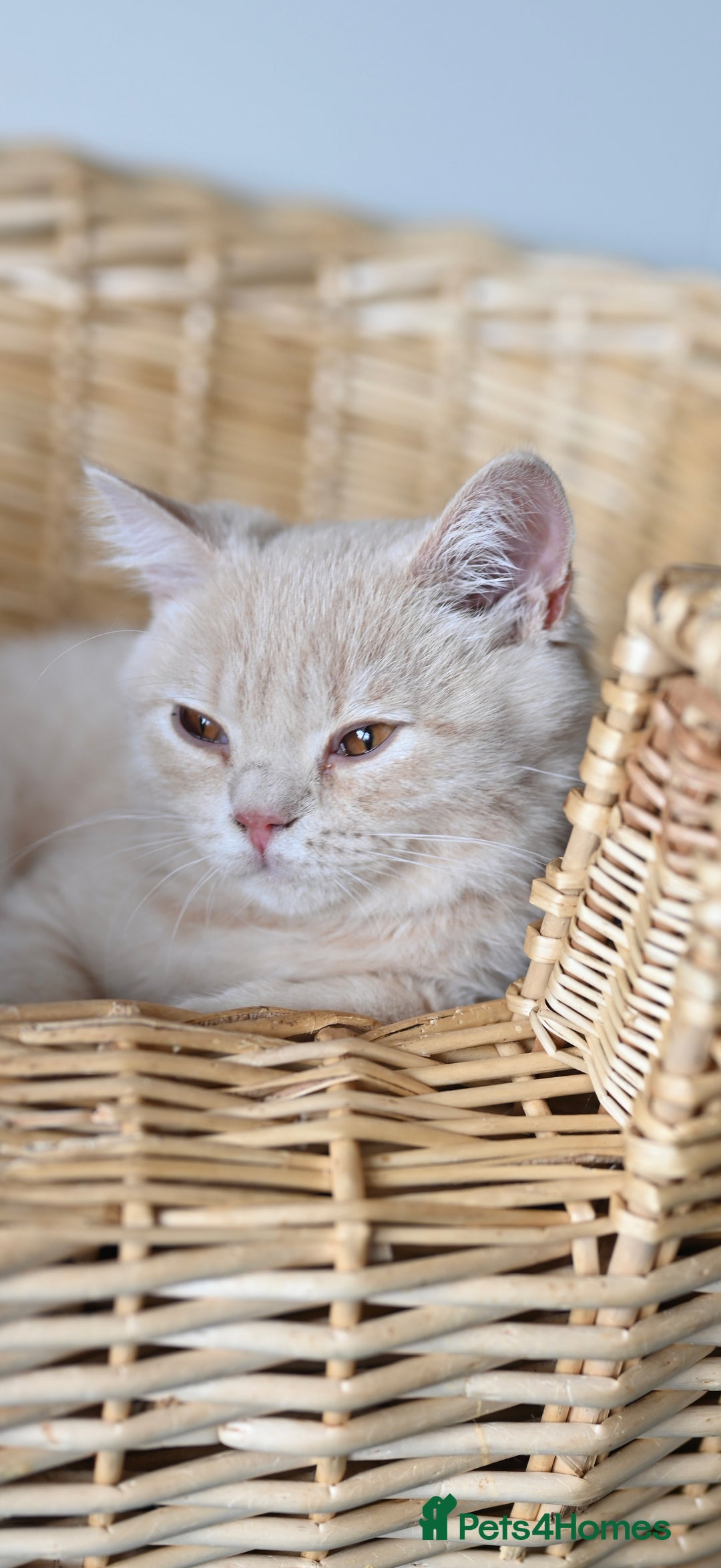 British Shorthair cats for sale: GCCF reg kittens looking for loving homes  - Image 23