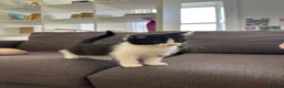 Mixed Breed cats for sale: 5 Beautiful kittens  - Advert 4