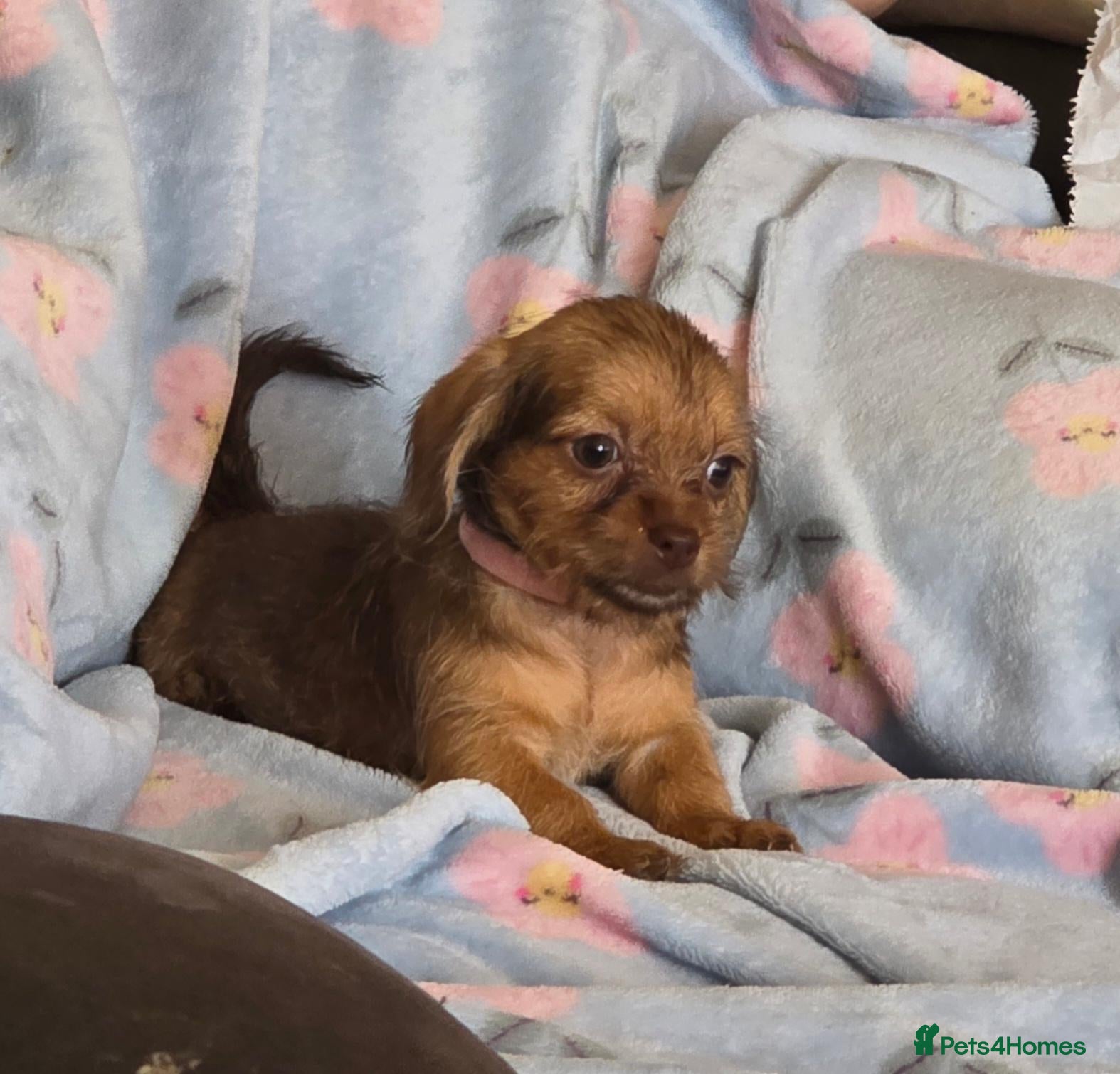 Mixed Breed dogs Mini schweenies ready to go - Advert 1