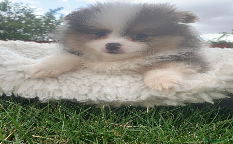 Pomeranian dogs - Advert 3