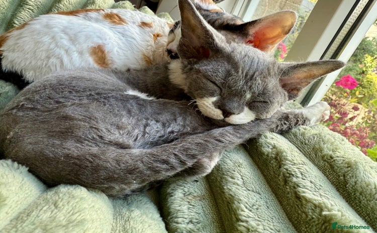 Devon Rex cats - Advert 1